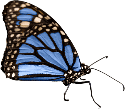 Stunning Blue Butterfly